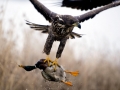 White-tailed Sea Hawk