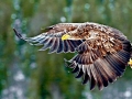 White-tailed Sea Hawk