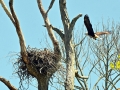 White-tailed Sea Hawk