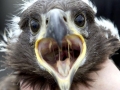 White-tailed Sea Hawk
