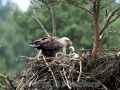 White-tailed Sea Hawk