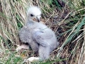 White-tailed Sea Hawk