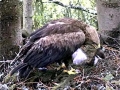 White-tailed Sea Hawk
