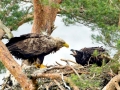 White-tailed Sea Hawk
