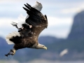 White-tailed Sea Hawk