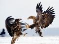 White-tailed Sea Hawk