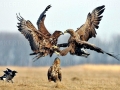 White-tailed Sea Hawk