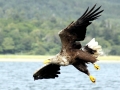 White-tailed Sea Hawk