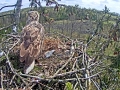 White-tailed Sea Hawk