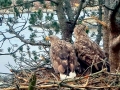 White-tailed Sea Hawk