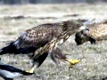 White-tailed Sea Hawk