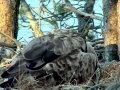 White-tailed Sea Hawk
