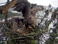 White-tailed Sea Hawk