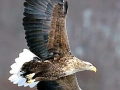 White-tailed Sea Hawk