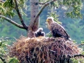 White-tailed Sea Hawk