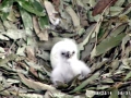 White-tailed Sea Hawk
