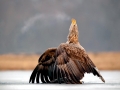 White-tailed Sea Hawk