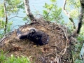 White-tailed Sea Hawk
