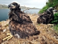 White-tailed Sea Hawk