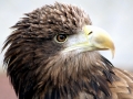 White-tailed Sea Hawk