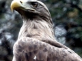 White-tailed Sea Hawk