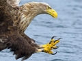 White-tailed Sea Hawk