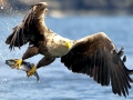 White-tailed Sea Hawk