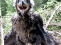 White-tailed Sea Hawk