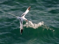 White-tailed Tropicbird