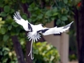 White-tailed Tropicbird