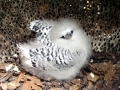 White-tailed Tropicbird