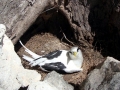 White-tailed Tropicbird