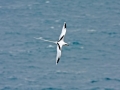 White-tailed Tropicbird