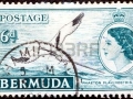 White-tailed Tropicbird