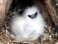 White-tailed Tropicbird