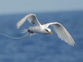 White-tailed Tropicbird