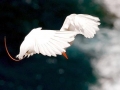 White-tailed Tropicbird