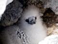 White-tailed Tropicbird