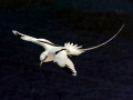 White-tailed Tropicbird