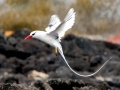 White-tailed Tropicbird