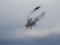 White-tailed Tropicbird