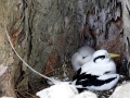 White-tailed Tropicbird