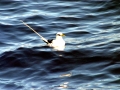 White-tailed Tropicbird
