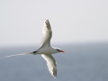 White-tailed Tropicbird