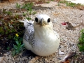 White-tailed Tropicbird
