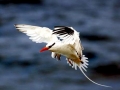 White-tailed Tropicbird