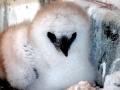 White-tailed Tropicbird