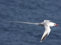 White-tailed Tropicbird