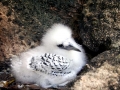 White-tailed Tropicbird