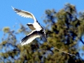 White-tailed Tropicbird